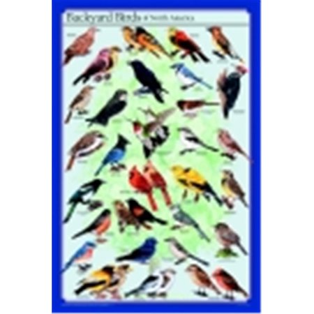 FREY SCIENTIFIC Frey Scientific Backyard Birds Of North America Poster 529207